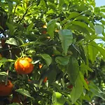 Old Town Garden *