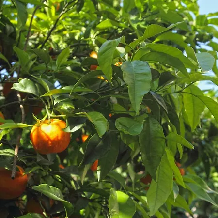 Old Town Garden *