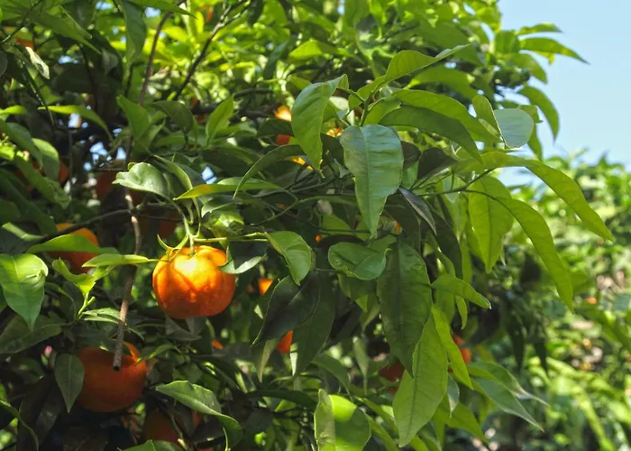 Old Town Garden *